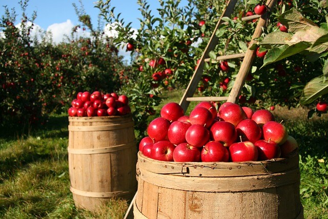 사과를 수확하고 있다
