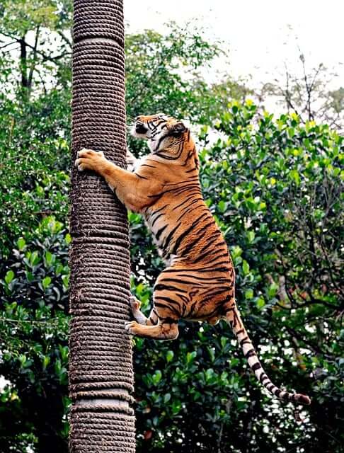호랑이가 나무를 타고 올라가고 있다