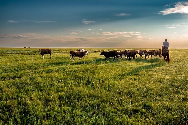 소들이 풀밭을 걷고 있다. 사람이 소들을 바라보고 있다.