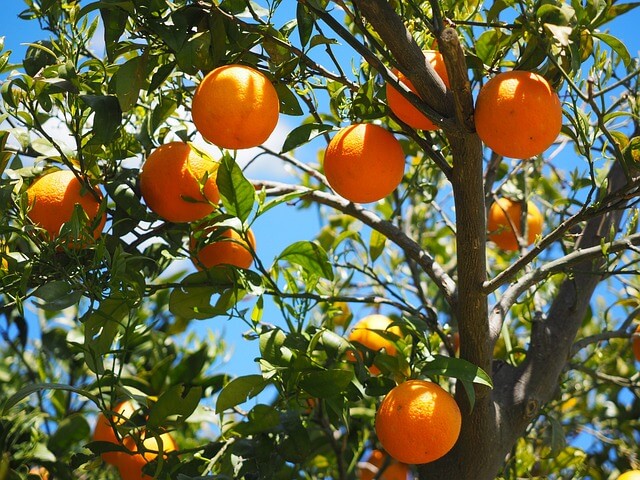 과일을 수확할 수 있는 상태 오렌지