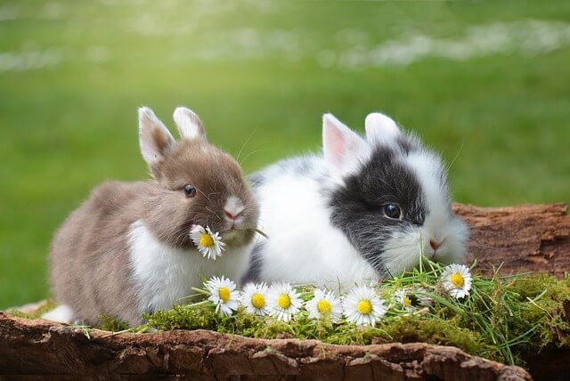토끼가 풀을 먹고 있다