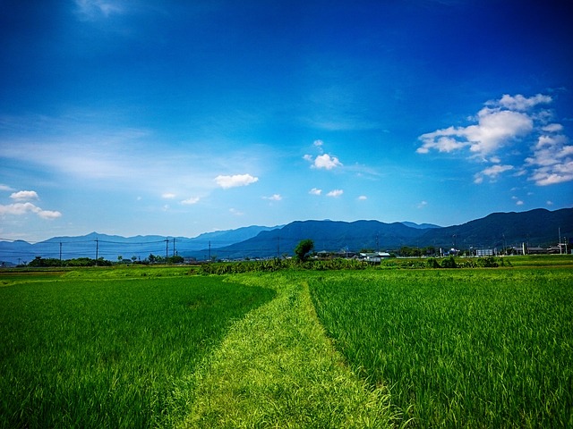곡식을 생산해내는 땅
파란 하늘이 아름답고 멀리 산의 능선이 보인다. 