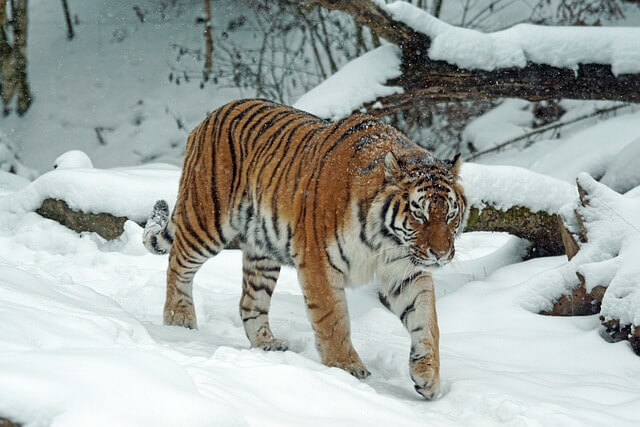호랑이가 하얀 눈밭을 걷고 있다
