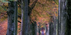 갑술일주 썸 네일 - 가을의 계절에 큰 나무들이 길 주변에 서있습니다.