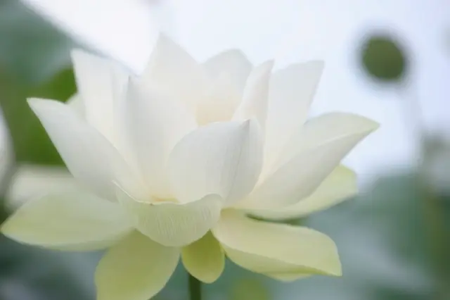 십이신살 화개살 - 하얀 연꽃이 아름답게 피어 있습니다.