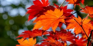 십이운성 병지 - 가을에 붉은 빛이 도는 낙엽이 나무에 이쁘게 달려있습니다.