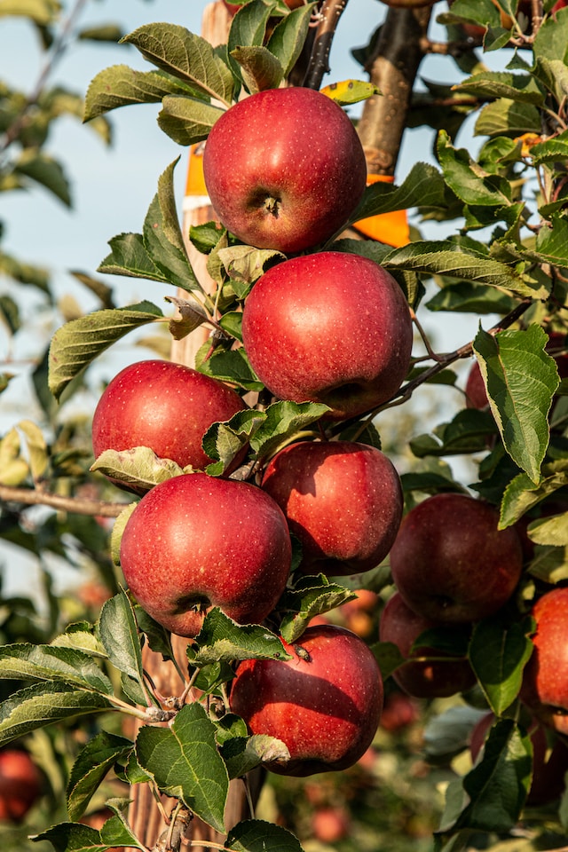 십이운성 쇠지 - 사과나무에 사과가 탐스럽게 열려있습니다.